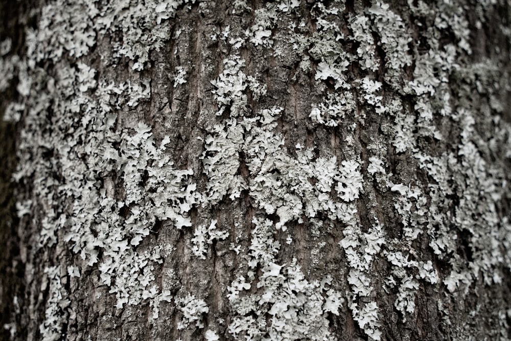 the bark of a tree covered in lichen