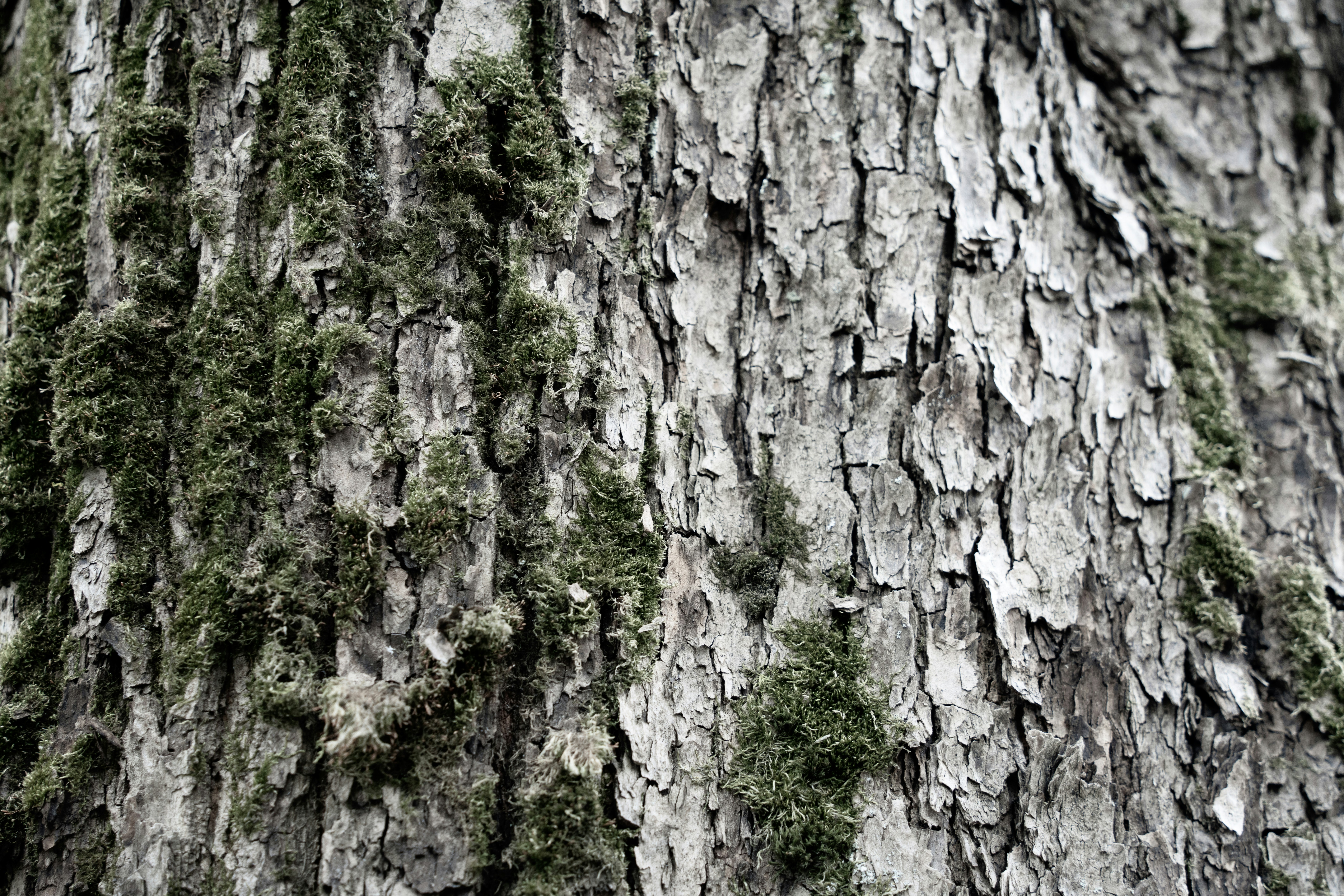 a close up of a tree with moss growing on it