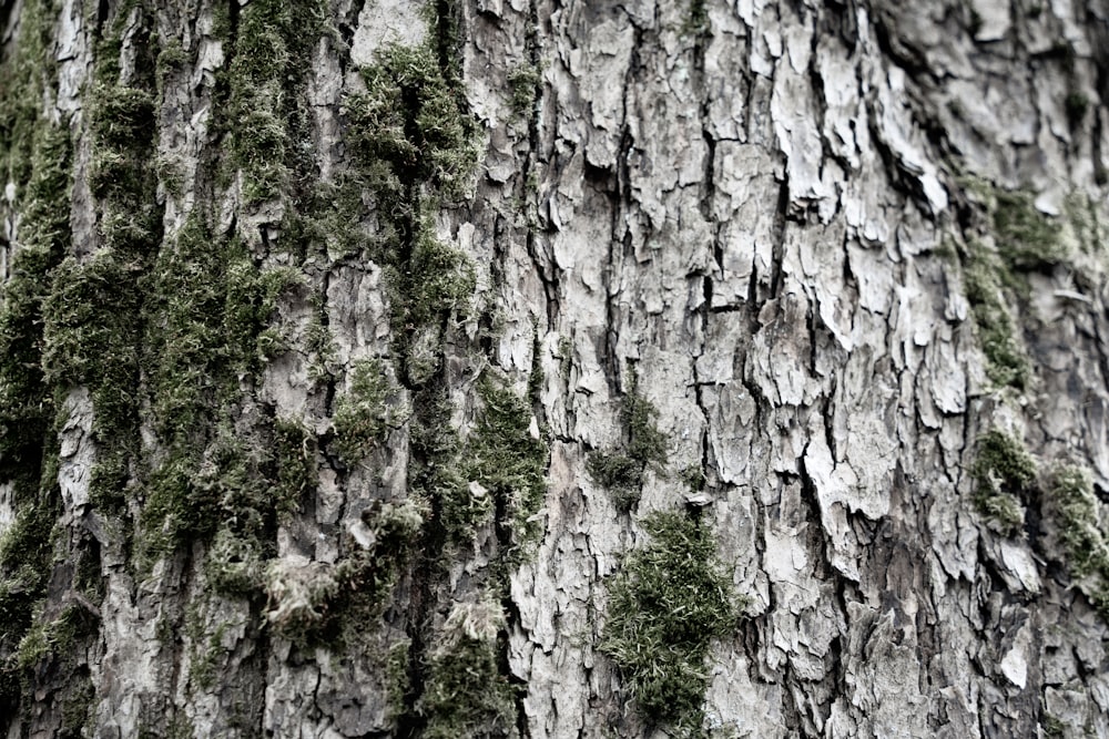 a close up of a tree with moss growing on it