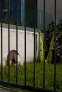 A view of a garden area behind vertical black metal bars. This area features green grass, yellow flowers, two large vertical green plants, and a sculpture of a head partially embedded in a structure. The background includes a modern building with glass panels and a concrete wall.