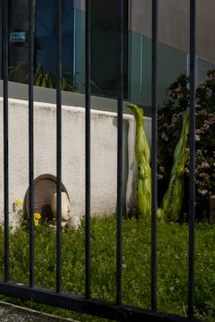 A view of a garden area behind vertical black metal bars. This area features green grass, yellow flowers, two large vertical green plants, and a sculpture of a head partially embedded in a structure. The background includes a modern building with glass panels and a concrete wall.