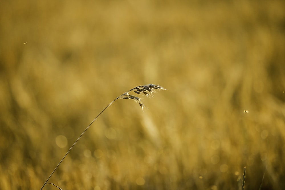 Un primo piano di una pianta in un campo