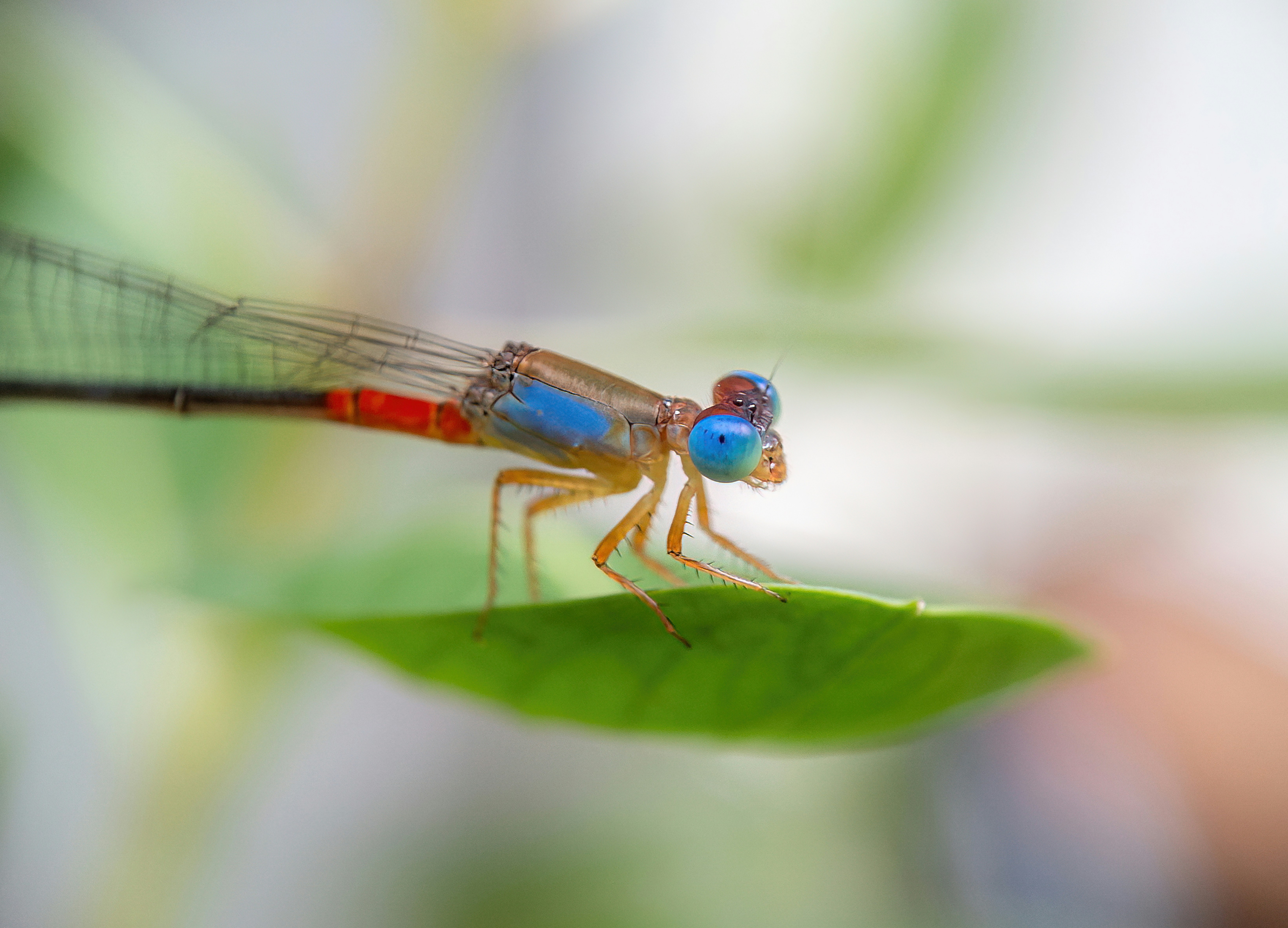 Photo by shakib2777