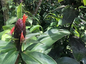 A lush green plant with large glossy leaves and a prominent central flower. The flower is purple and red, consisting of pointed petals surrounded by vibrant red bracts. Sunlight filters through the surrounding tropical foliage, creating a serene natural setting.