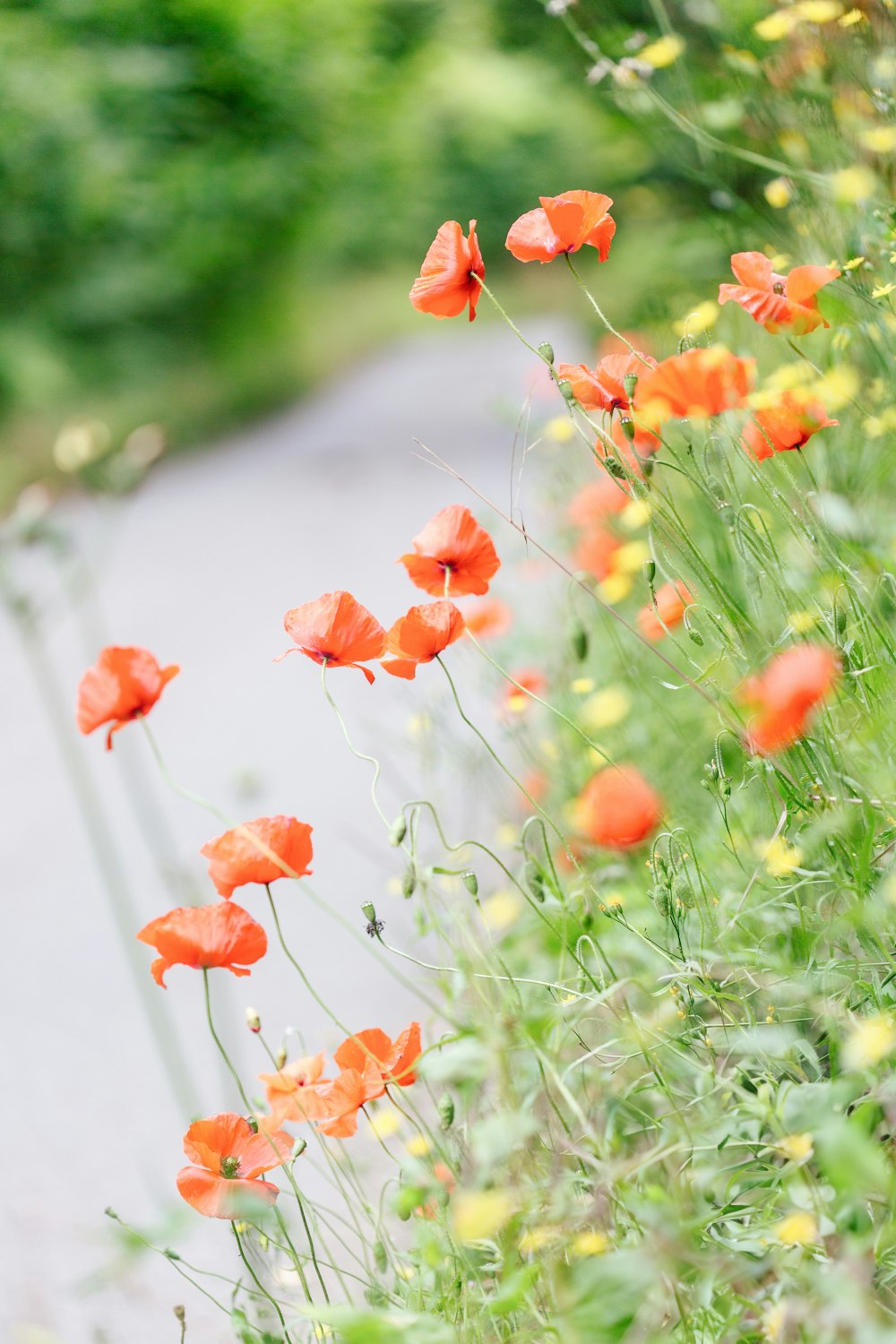 a bunch of flowers that are in the grass