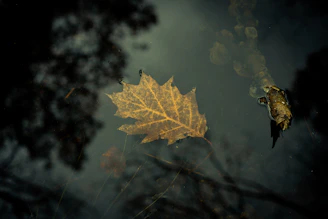 a leaf floating on top of a body of water