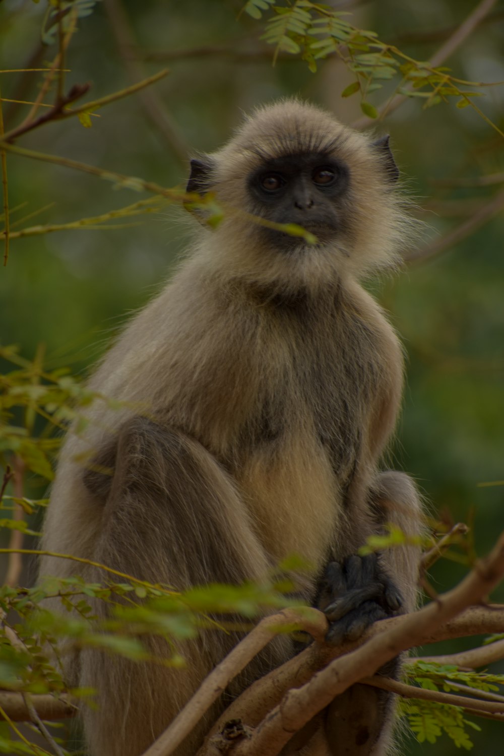 a monkey sitting on a tree branch in a forest