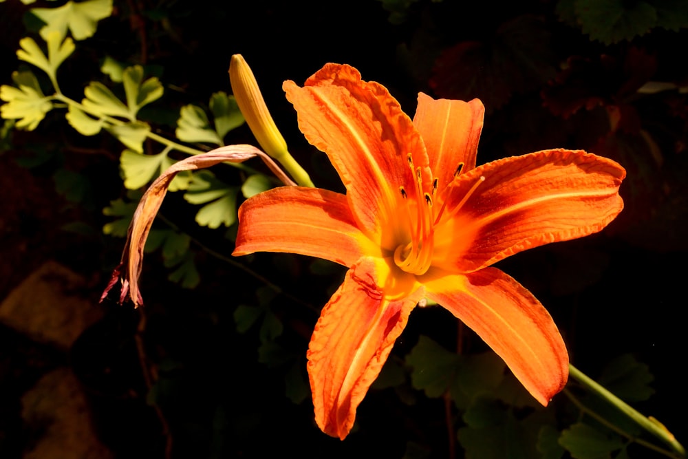 a close up of a orange flower with leaves in the background