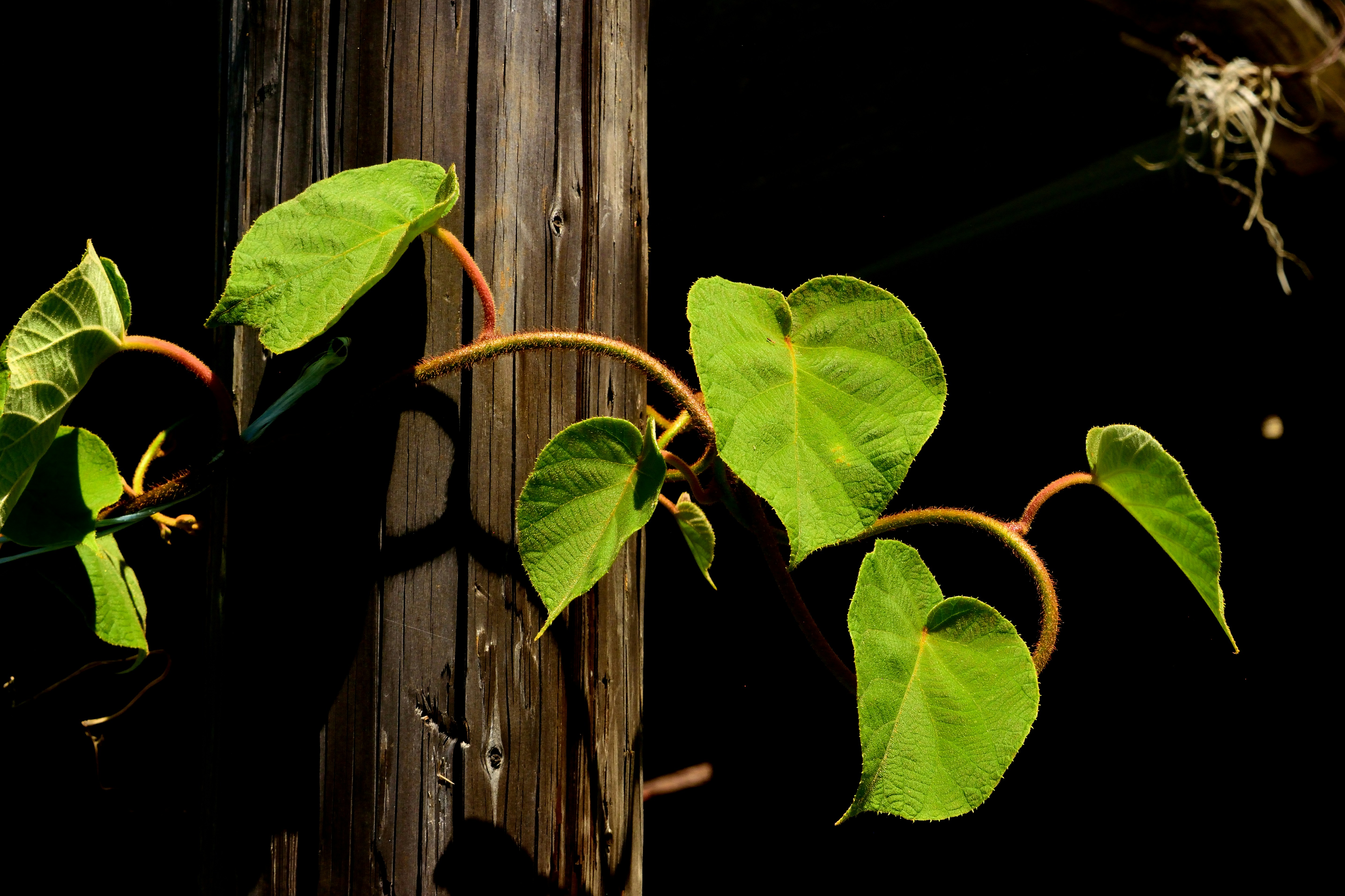a close up of a plant on a wooden pole