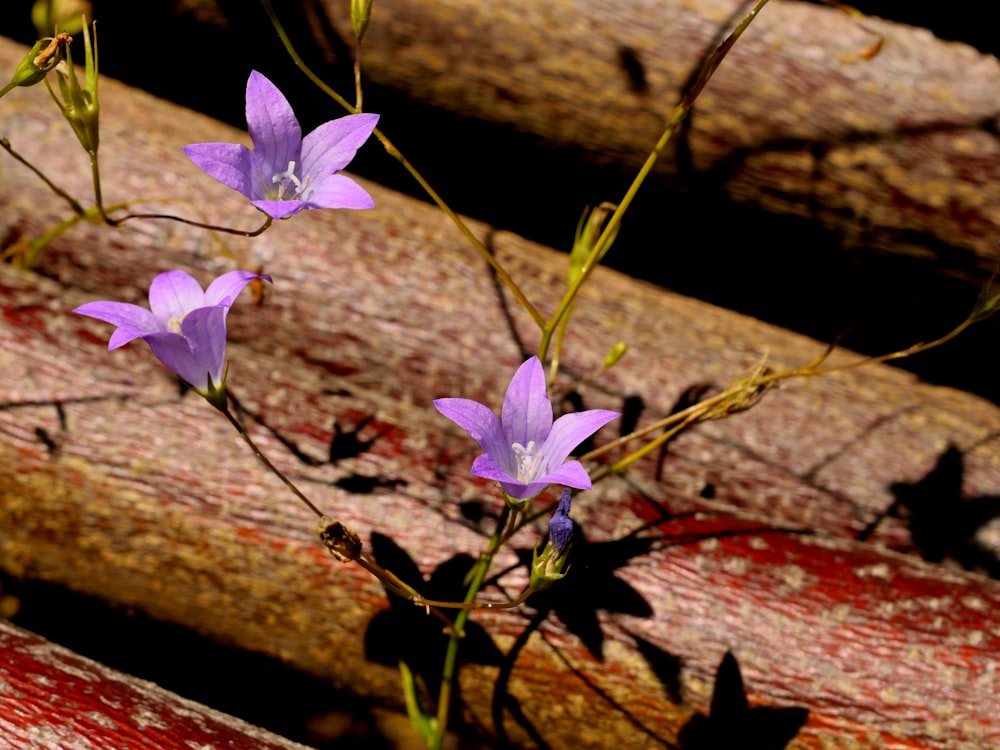 purple flowers growing out of a wooden bench