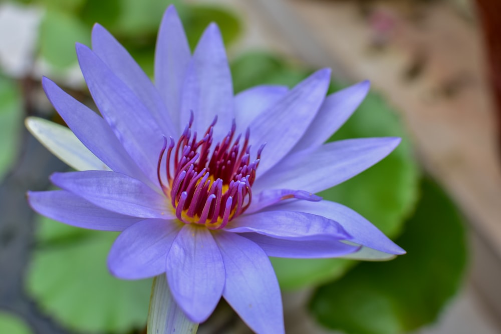 a purple flower is blooming in a pond