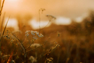 Delicate close-up of wildflowers along a dusty route, bathed in gentle light.