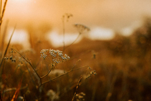 Delicate close-up of wildflowers along a dusty route, bathed in gentle light.