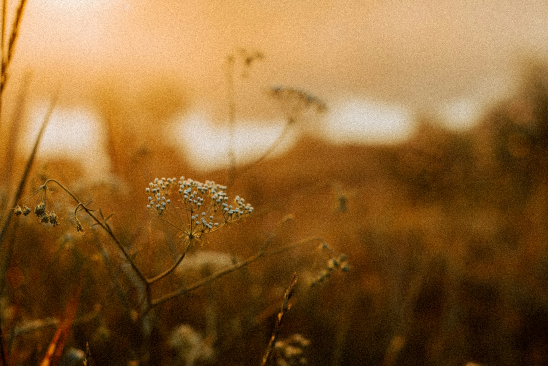 Close-up of delicate wildflowers in a sun-dappled field with soft focus background.