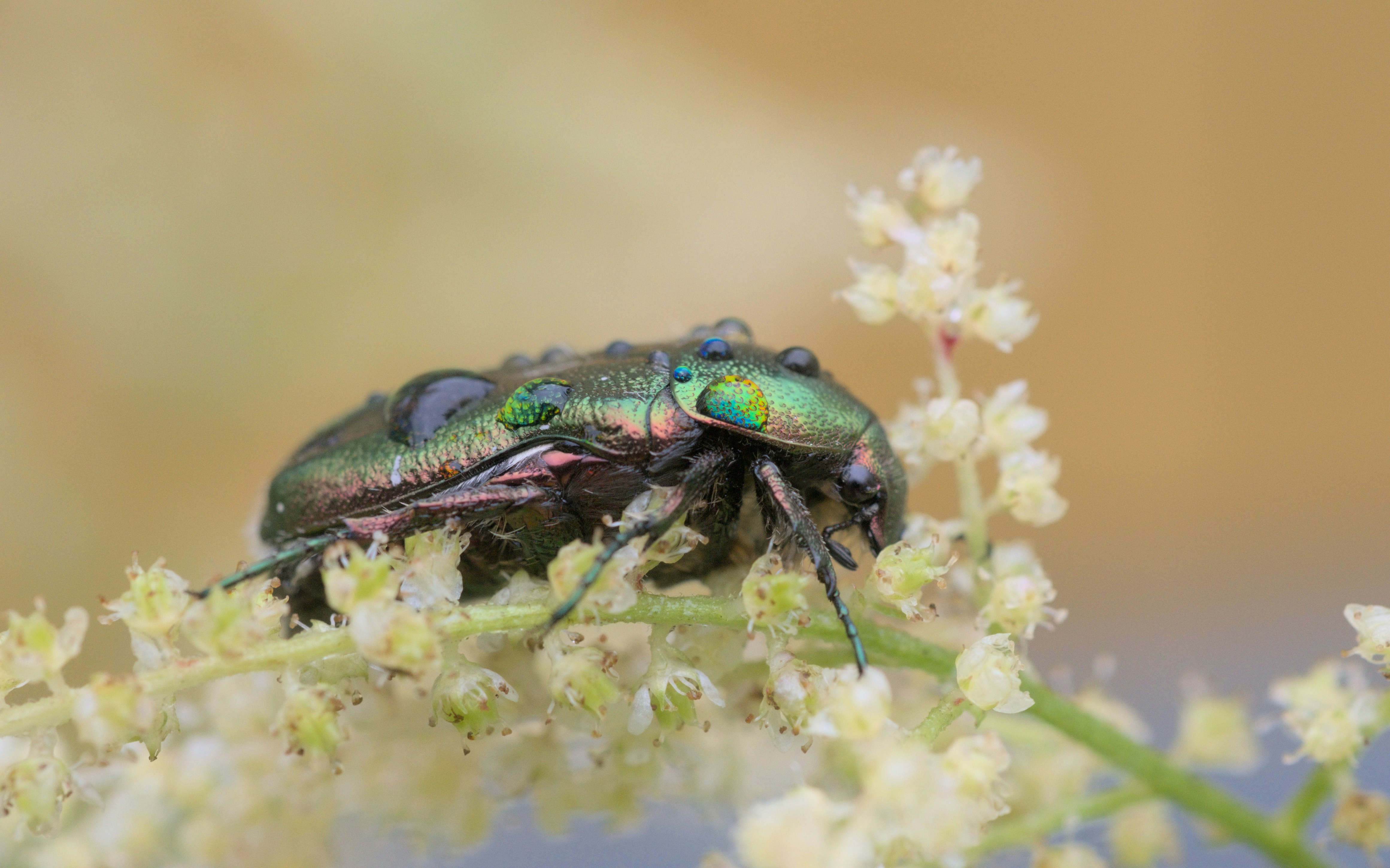 Photo by nullifincantation