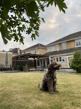A fluffy dog sits on a grassy lawn in front of a house with brick and wood exterior. The backyard features patio furniture and string lights under a covered area. Overhead, large green leaves are visible against a cloudy sky.