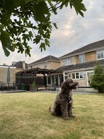 A fluffy dog sits on a grassy lawn in front of a house with brick and wood exterior. The backyard features patio furniture and string lights under a covered area. Overhead, large green leaves are visible against a cloudy sky.