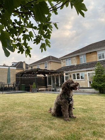 A fluffy dog sits on a grassy lawn in front of a house with brick and wood exterior. The backyard features patio furniture and string lights under a covered area. Overhead, large green leaves are visible against a cloudy sky.