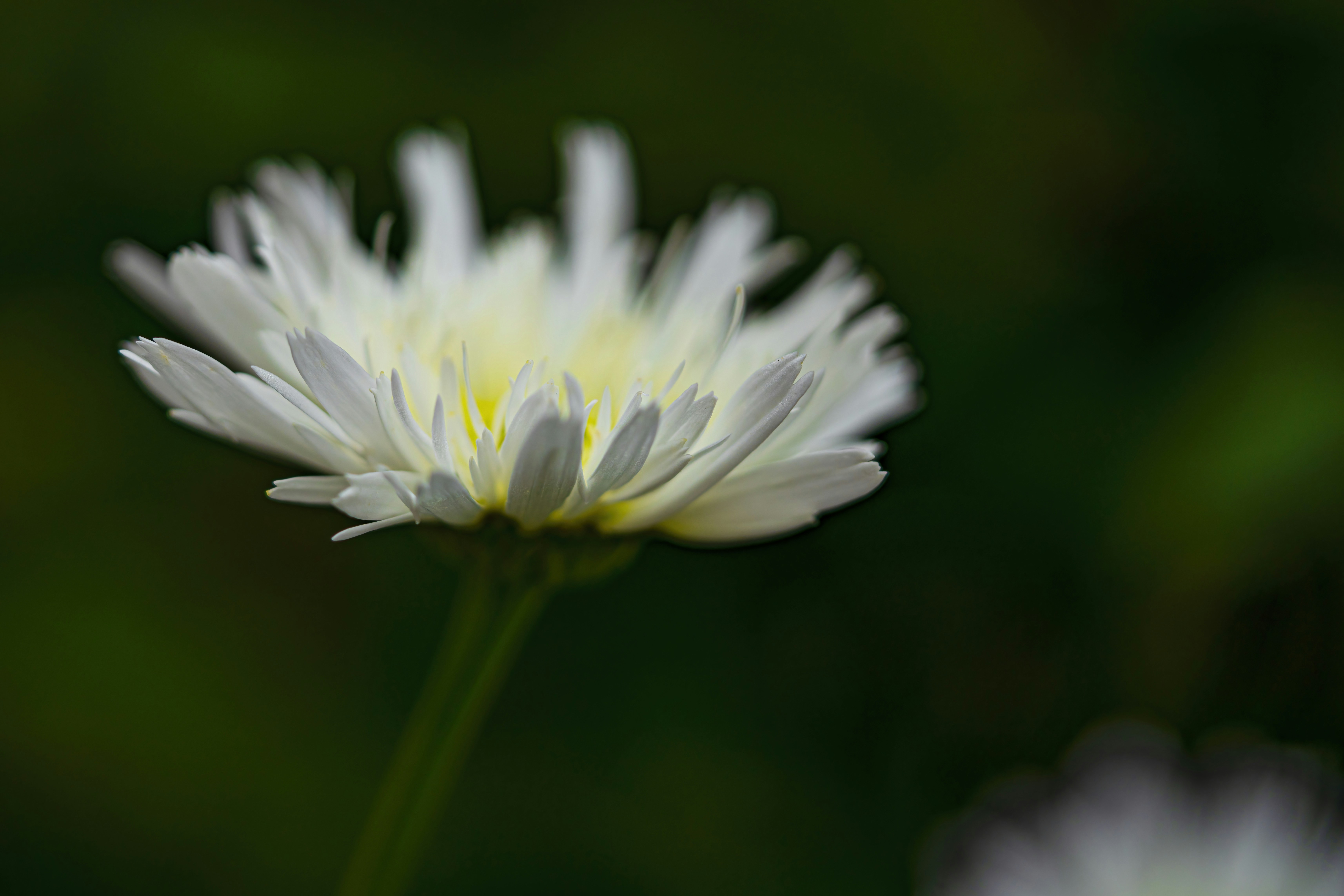 Photo by gottapics