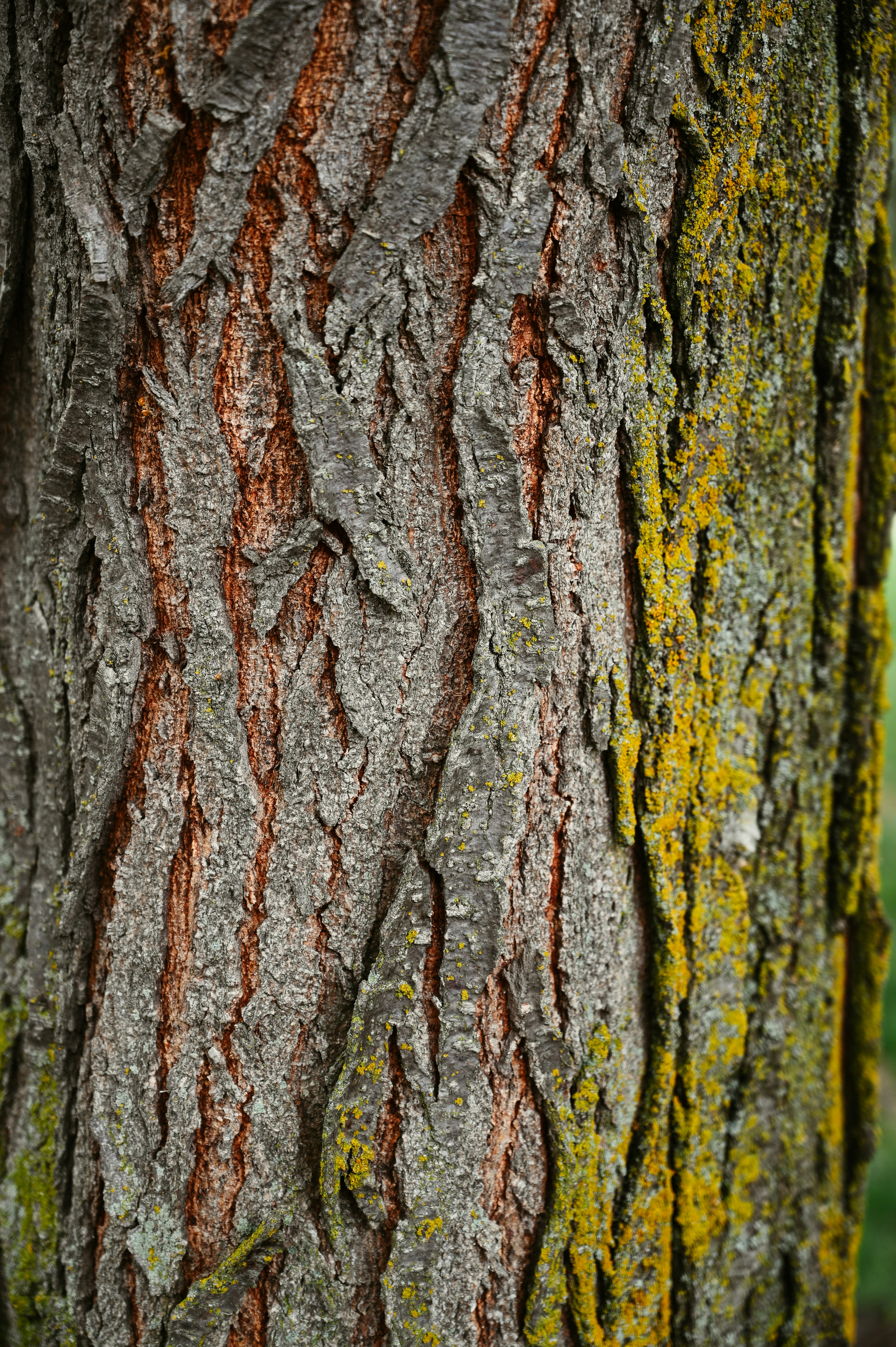 Photo by kingimaging