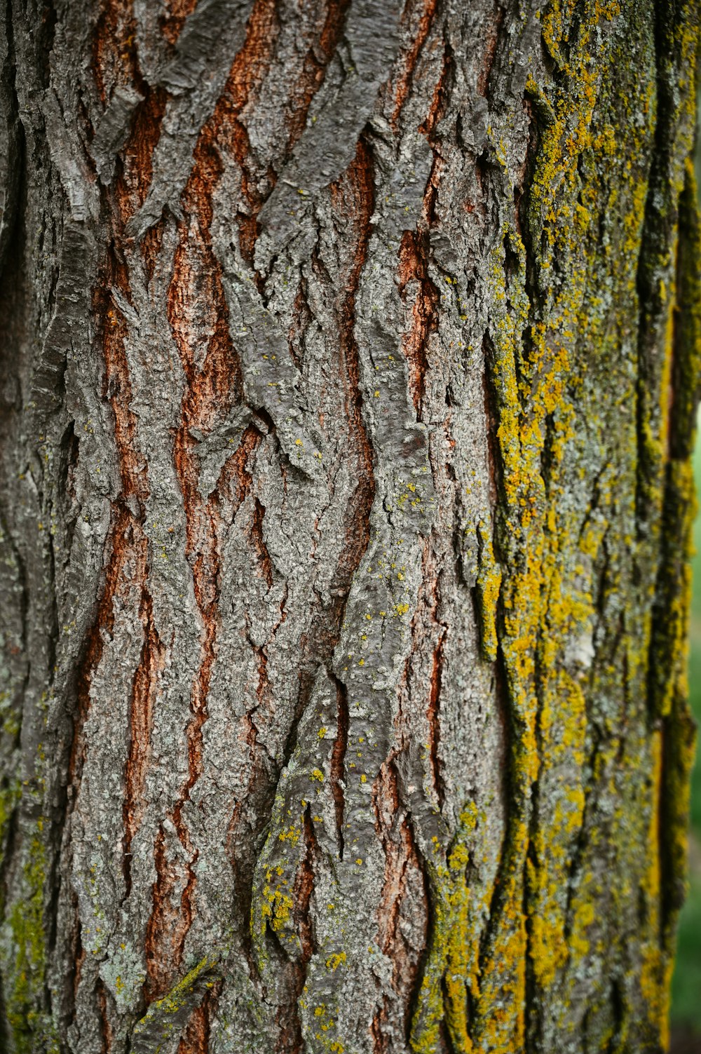 a close up of the bark of a tree