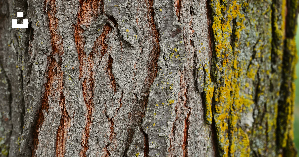 Un gros plan de l'écorce d'un arbre photo - Photo Mousse Gratuite sur Un gros plan de l'écorce d'un arbre photo - Photo Mousse Gratuite sur