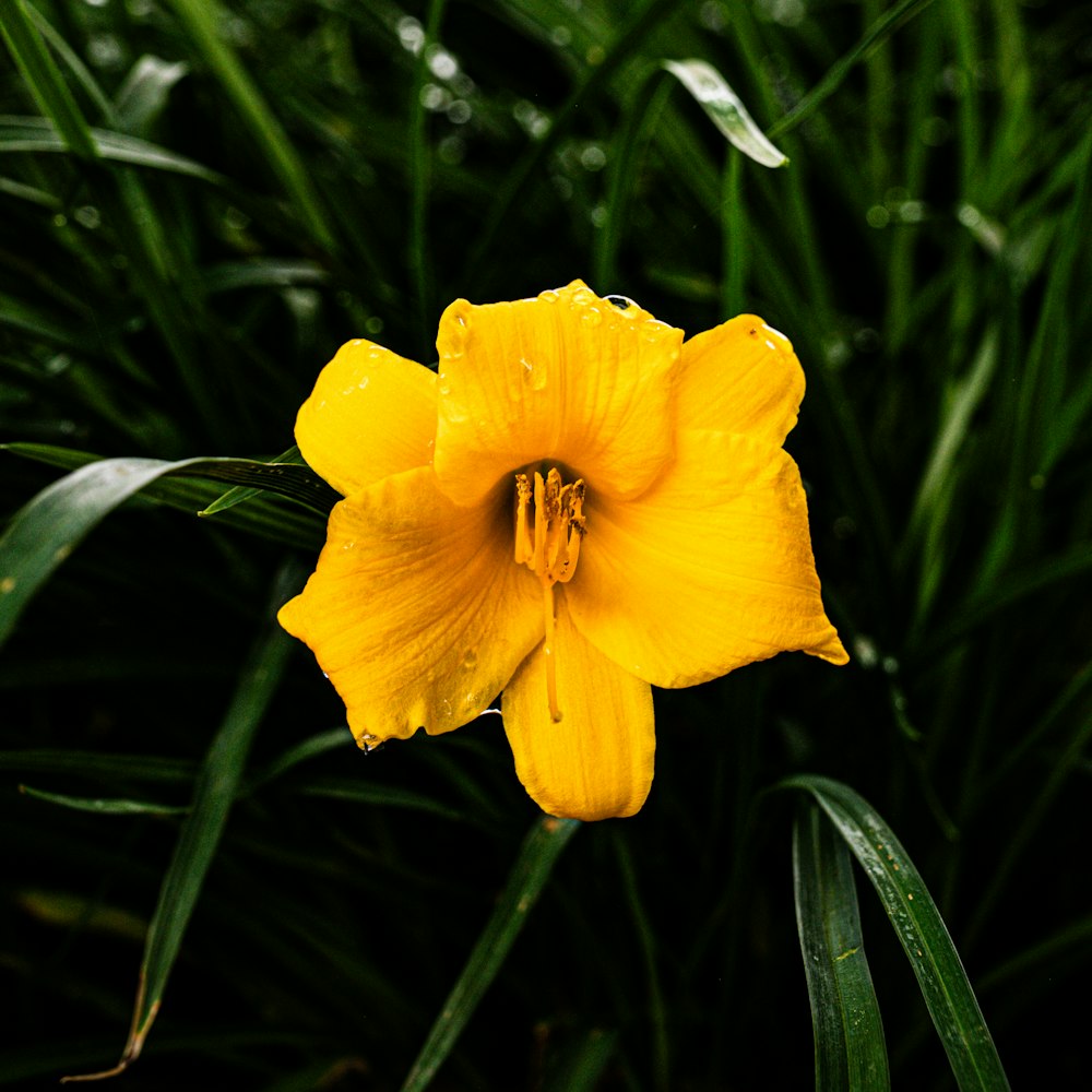 a yellow flower with water droplets on it