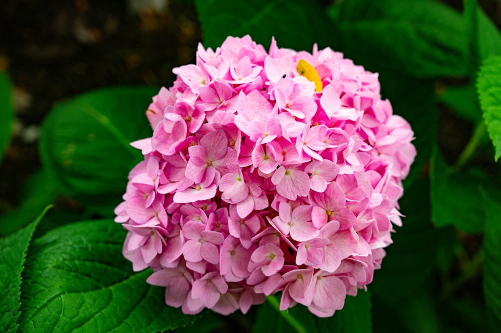 a close up of a pink flower with green leaves