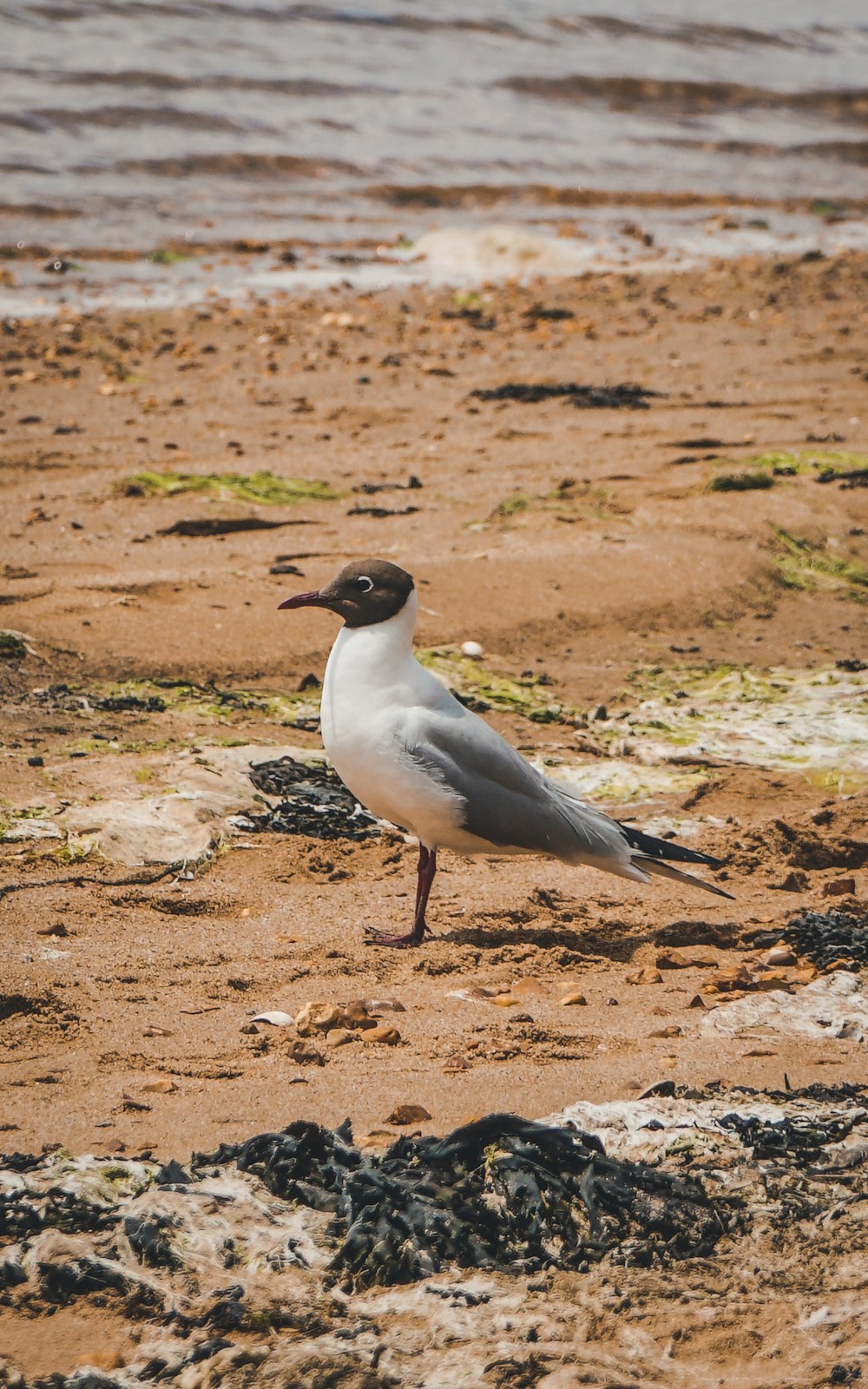 a seagull standing on a beach near the water