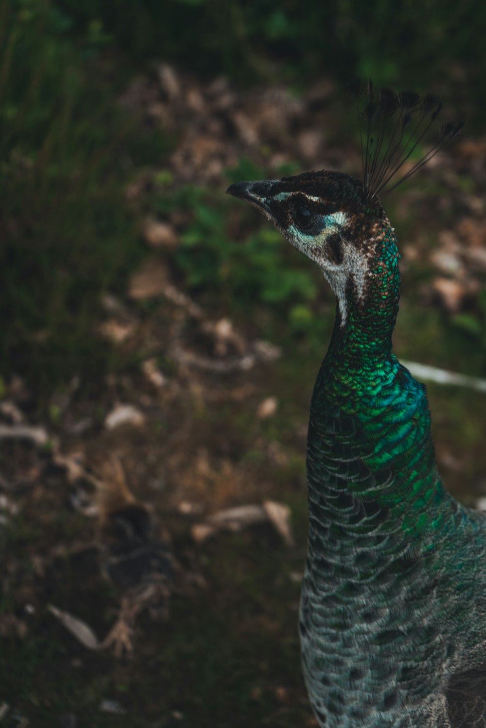 a close up of a peacock with a blurry background