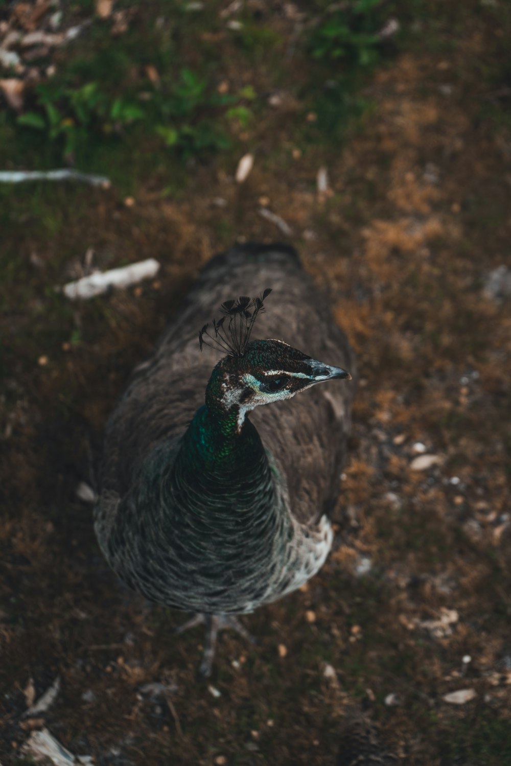 a close up of a bird on the ground