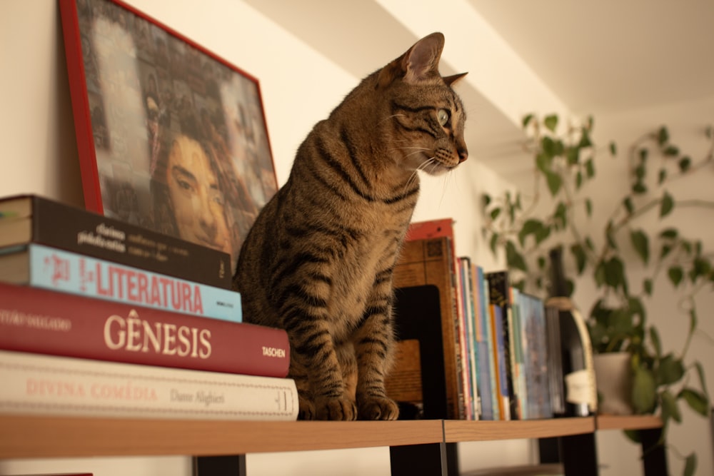 a cat sitting on top of a book shelf