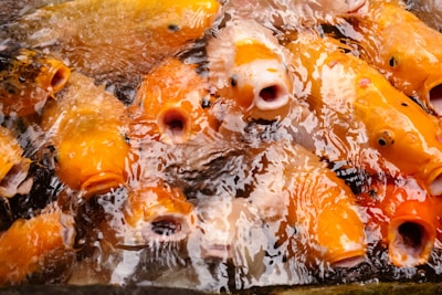 A lively scene of catfish swimming in a pond.