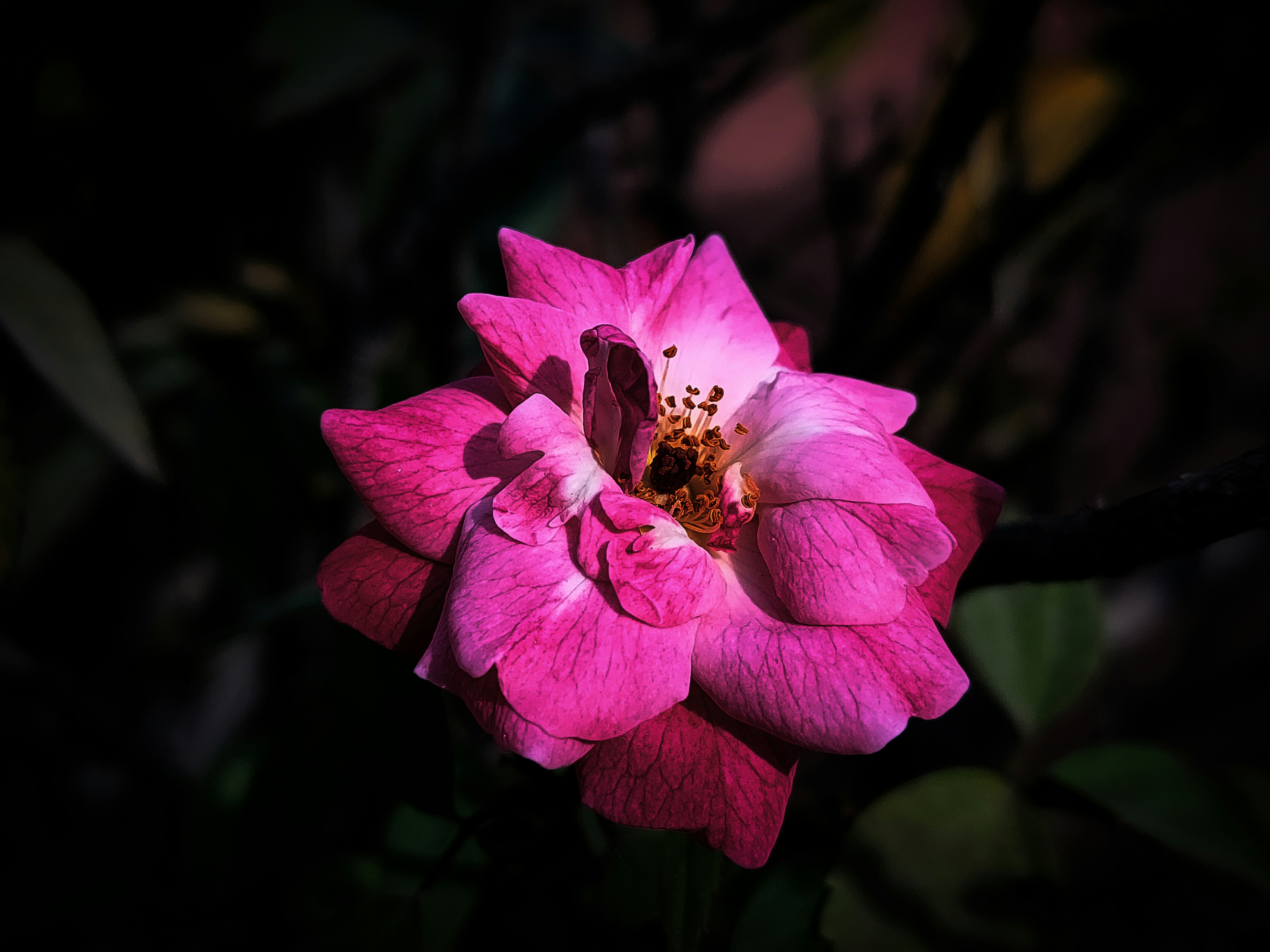 Photo by sujaypaulsp