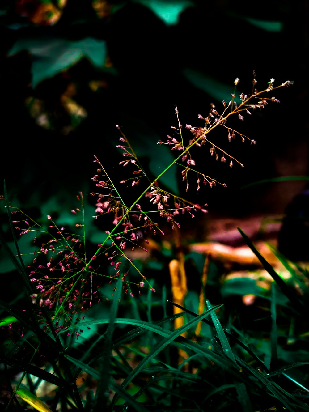 a close up of a plant in the grass