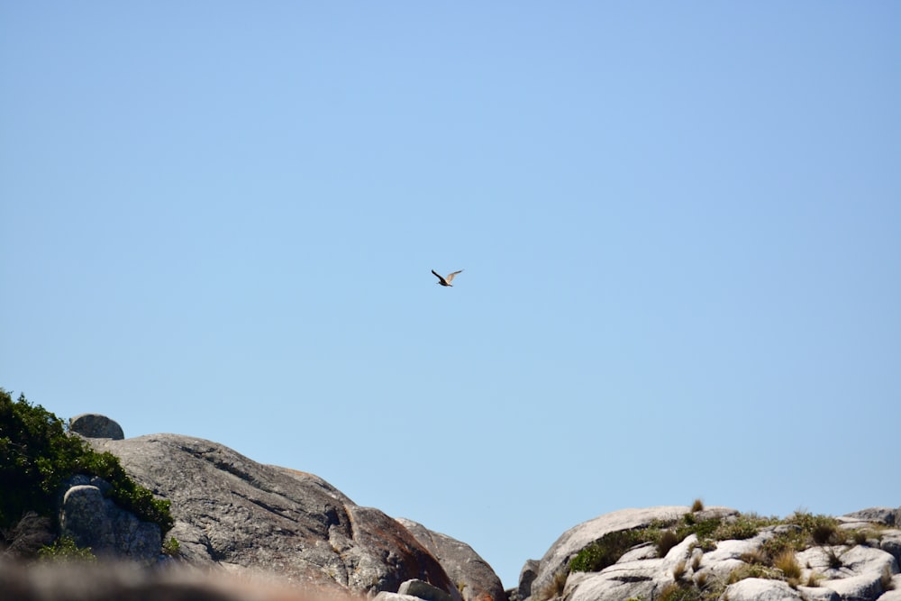 a bird flying over some rocks on a sunny day