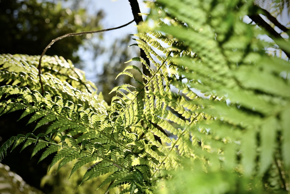 a close up of a fern leaf with trees in the background
