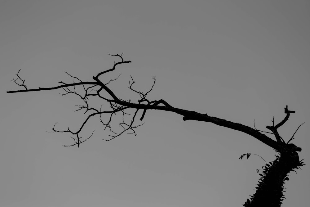 a black and white photo of a tree without leaves