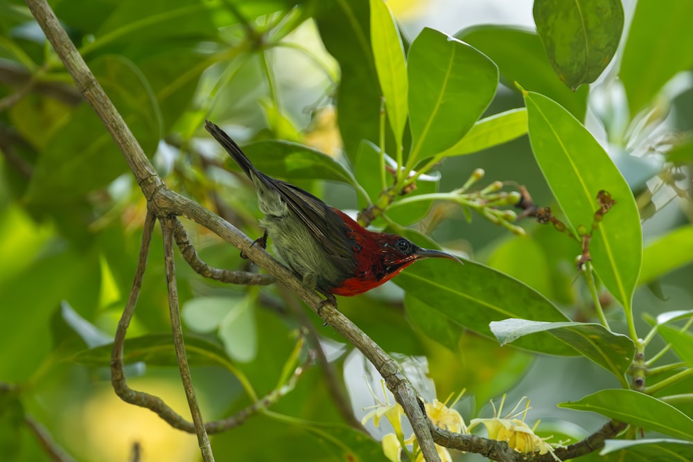 un uccello rosso e nero seduto su un ramo dell'albero