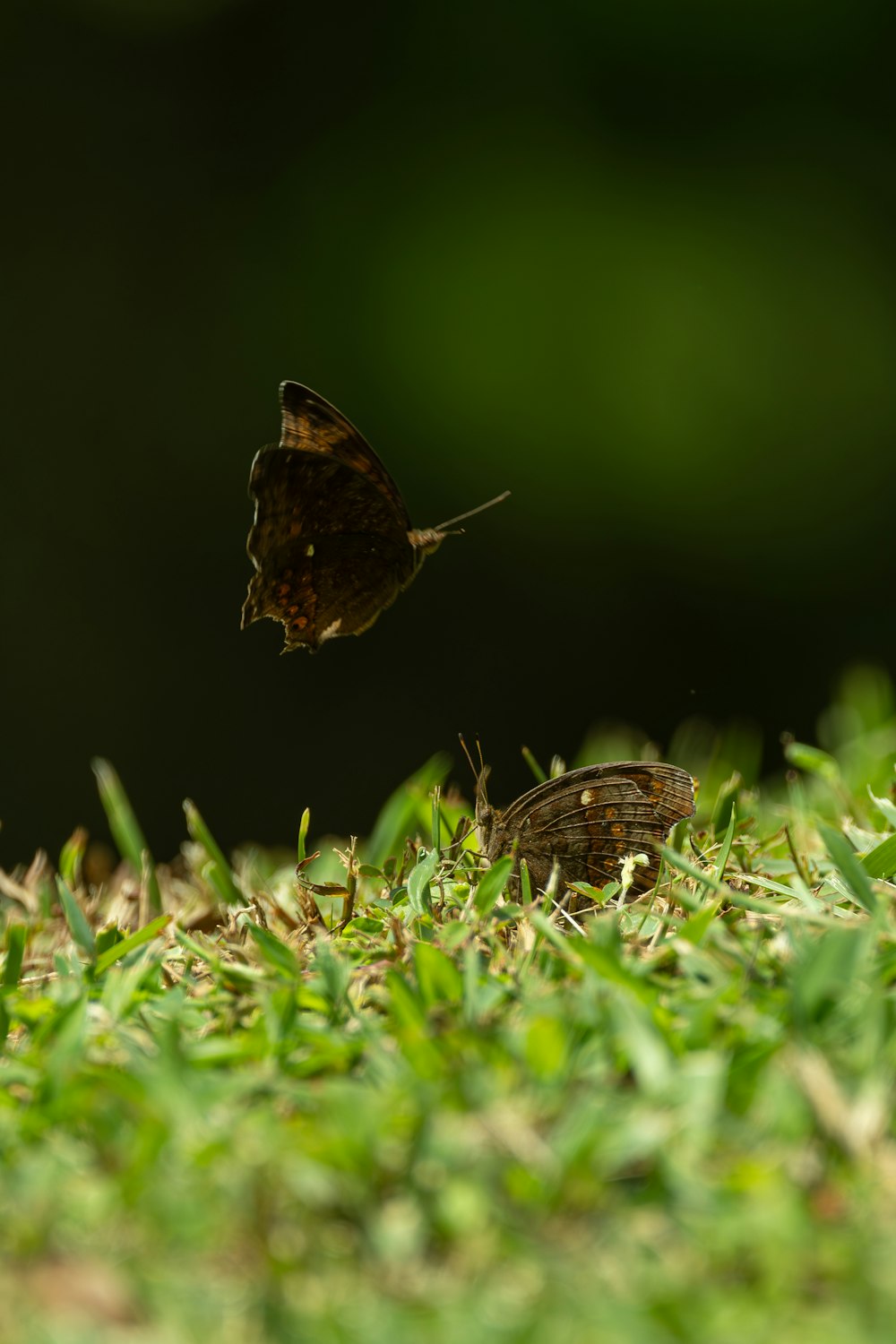 a couple of butterflies flying over a lush green field