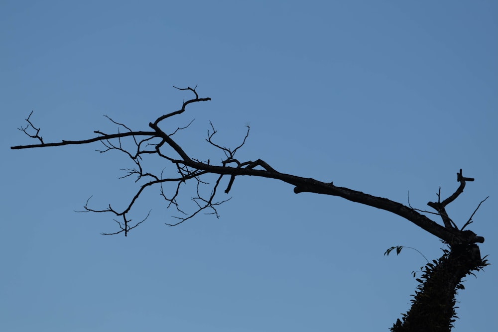 a tree branch with no leaves against a blue sky