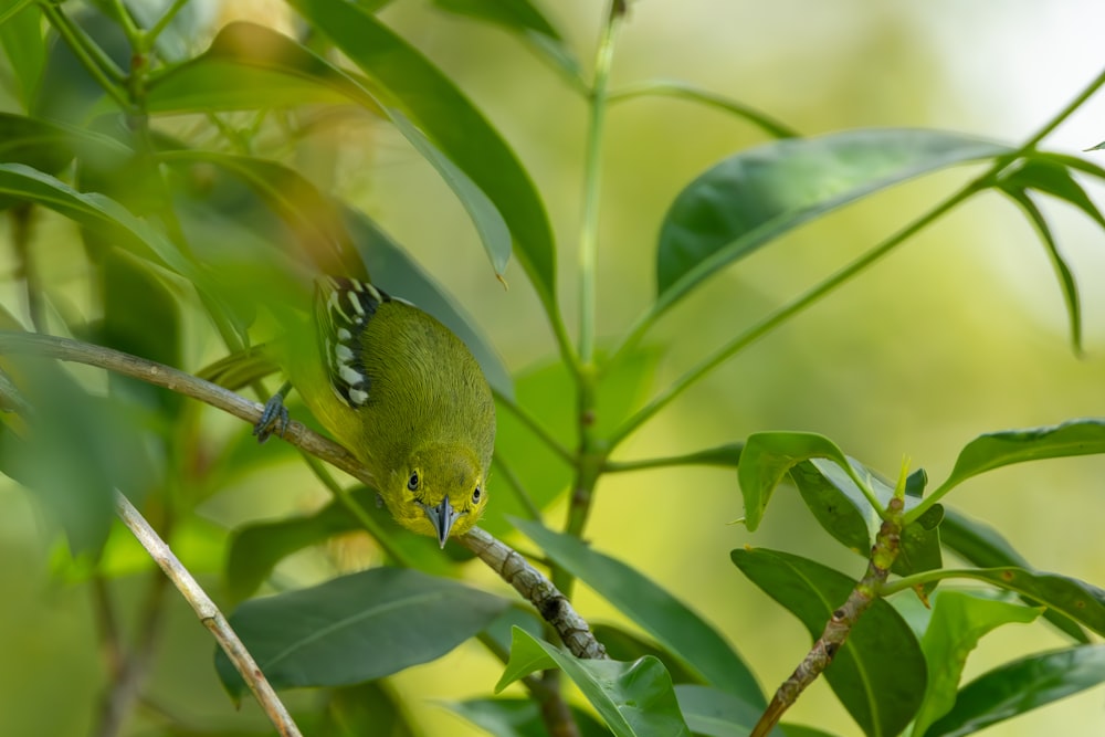 a small green bird perched on a tree branch