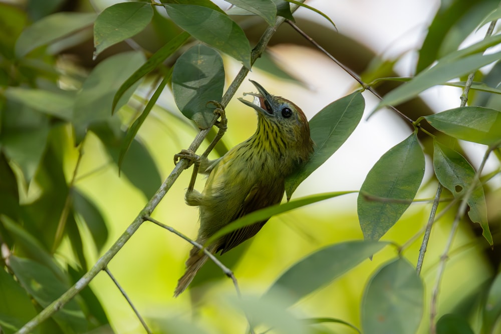 Un piccolo uccello verde appollaiato su un ramo dell'albero