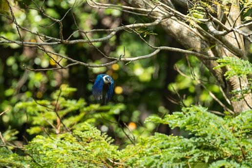 A vibrant bird in mid-flight over a lush green forest, captured with a drone.