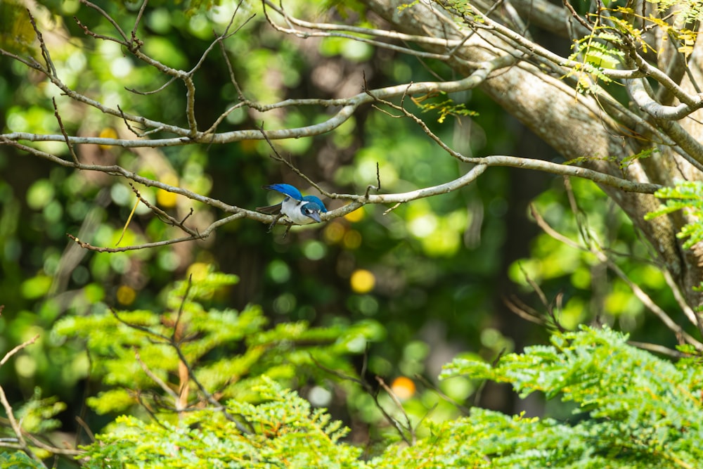 Un pequeño pájaro azul posado en la rama de un árbol