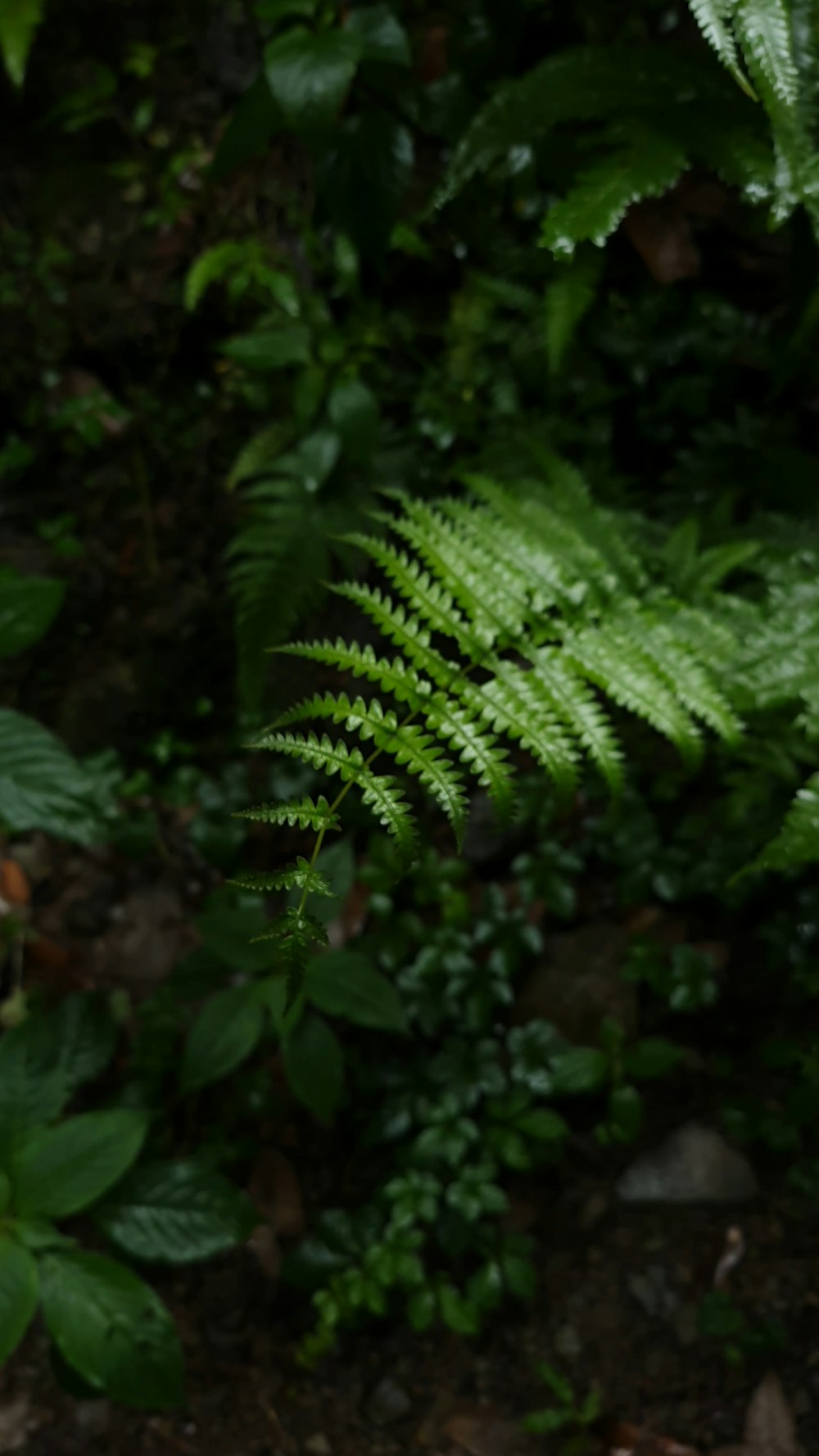 a close up of a green plant with lots of leaves