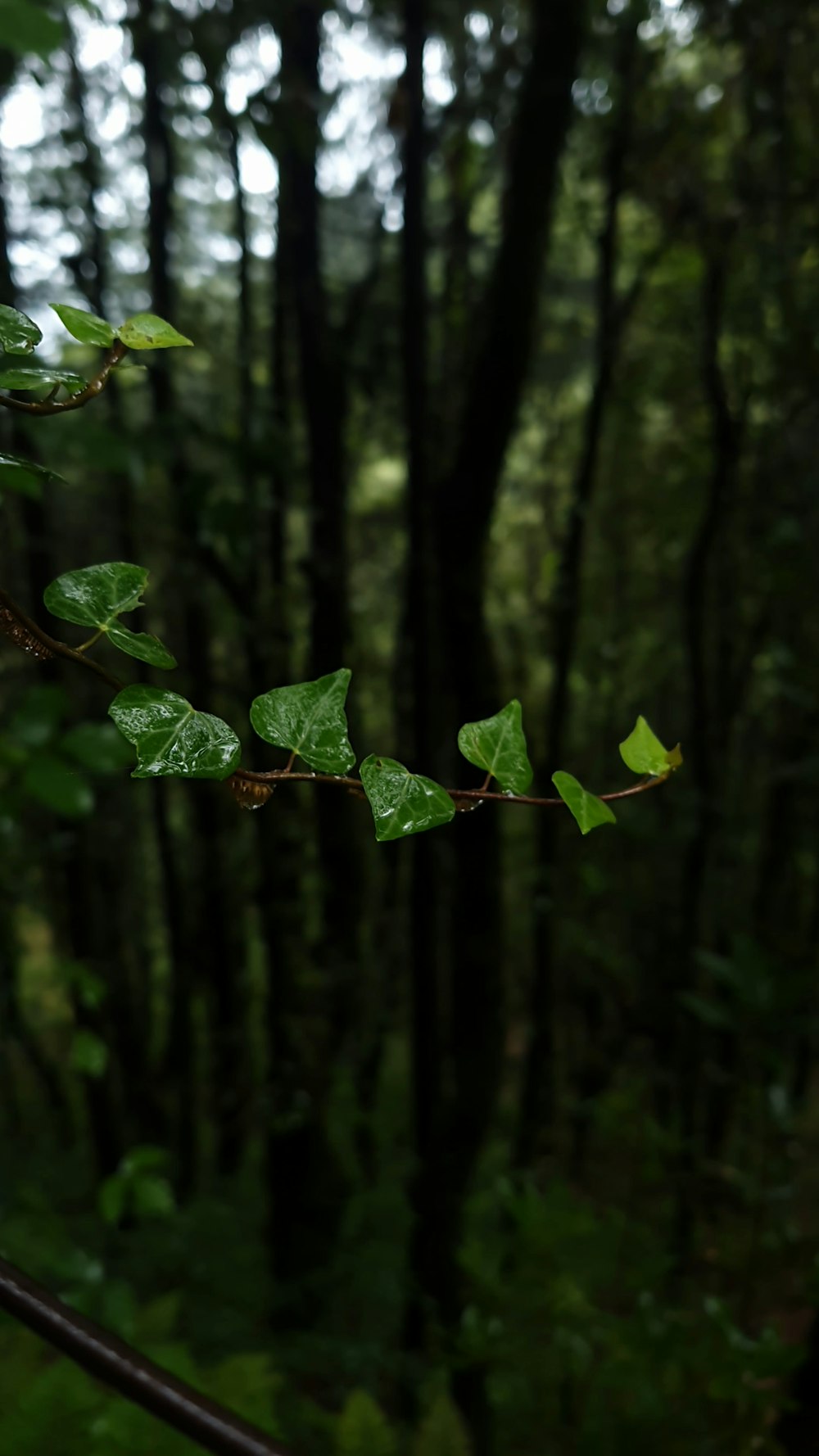 a branch with green leaves hanging from it