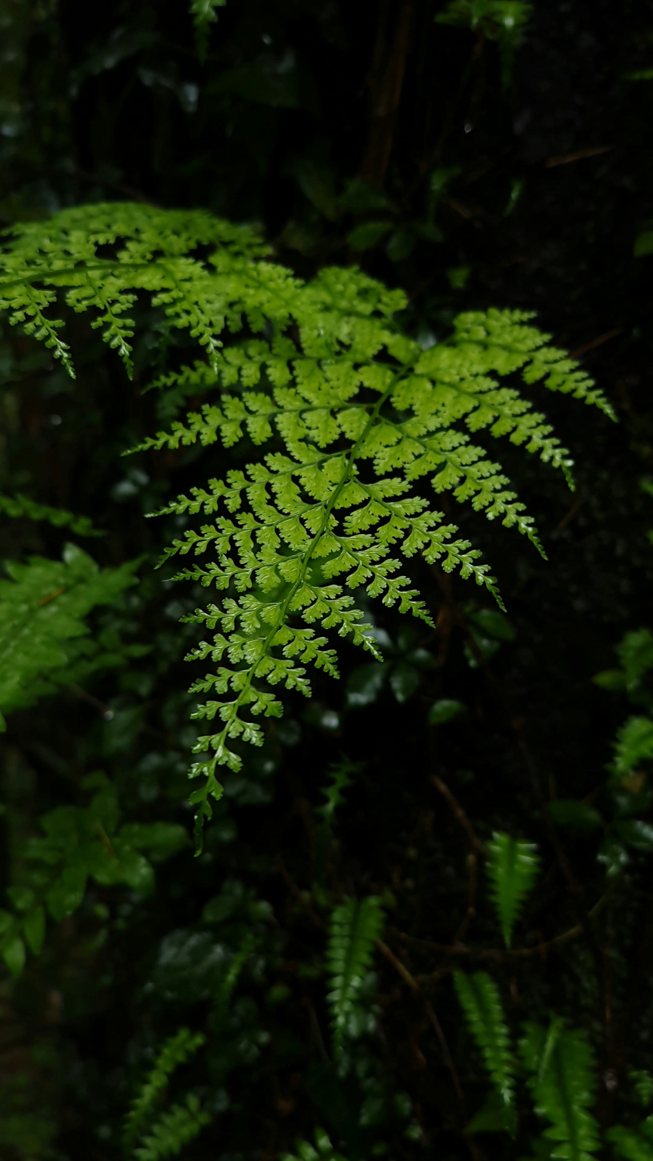 Rare Fern Delight