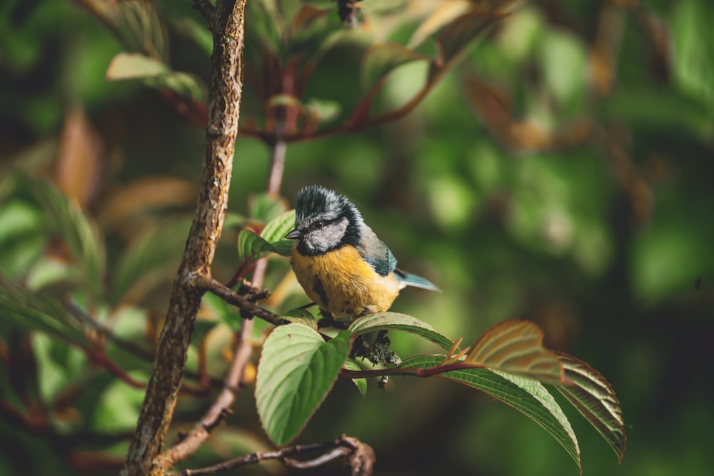 a small bird sitting on top of a tree branch