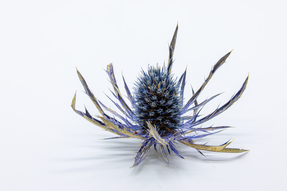 a close up of a flower on a white surface